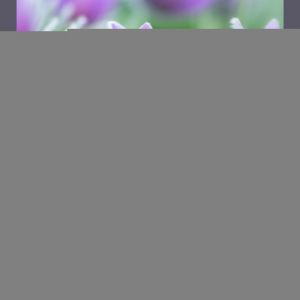 Fototapeta - Fioletowe wiosenne tulipany