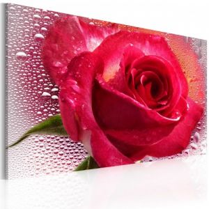 Obraz - Lady Rose