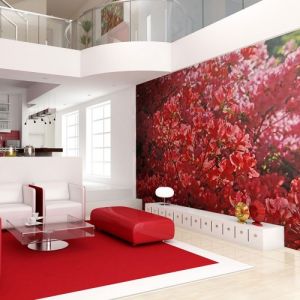 Fototapeta - Rhododendron, Japanische azalea